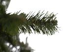 Albero di Natale Plaine, Pino artificiale, Albero effetto reale, Alberello natalizio, Made in Italy, 140x140 h200 cm, Verde